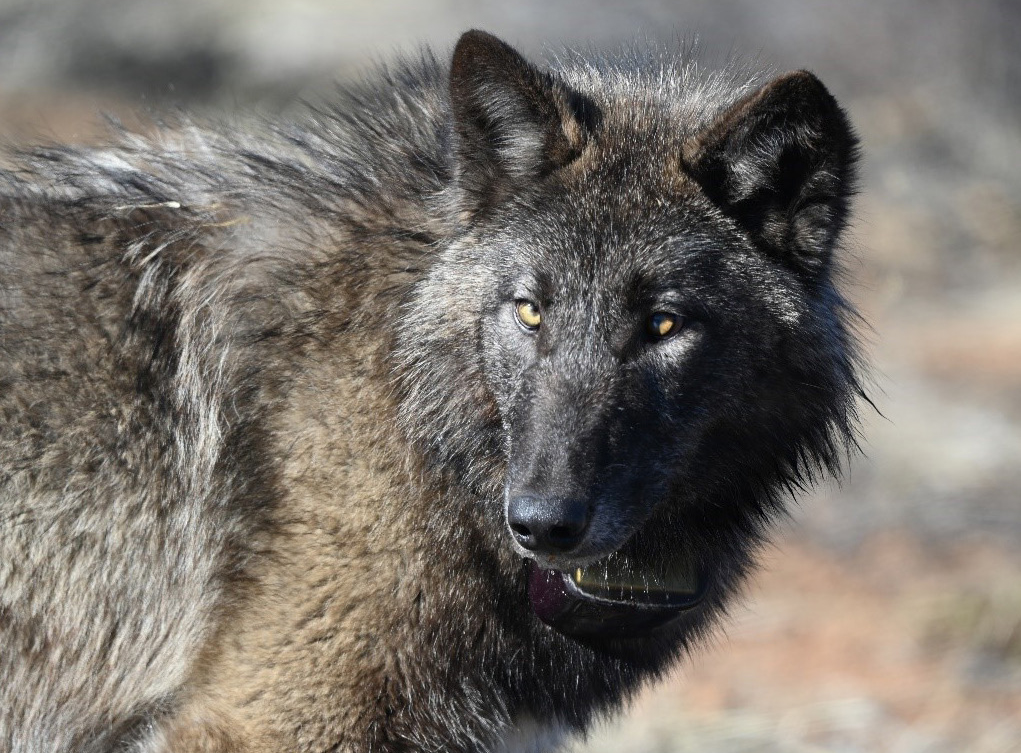 Gray wolf in the wild.